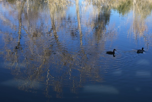 Ducks swim in the lake at Belmar Park in Lakewood on Wednesday, Dec. 6, 2023. (Photo by Hyoung Chang/The Denver Post)