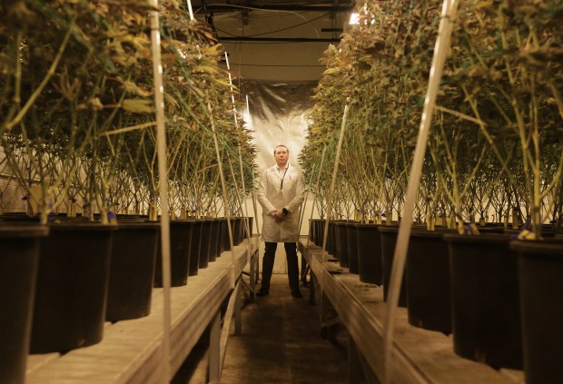 Aaron Bluse, owner of Altitude Organic Medicine, stands in the grow house in Colorado Springs, Colorado, on Jan. 13, 2025. (Photo by RJ Sangosti/The Denver Post)